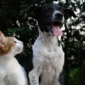 Exploring Pet Insurance Options in Long Beach, CA: A Comprehensive Guide