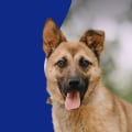 Expert Tips for Saving Money on Animal Care Services in Long Beach, CA