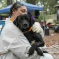 The Power of Reporting Animal Abuse and Neglect to Animal Care Services in Long Beach, CA
