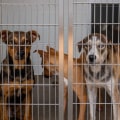 Affordable Animal Care Services in Long Beach, CA