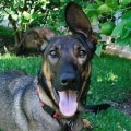 The Ultimate Guide to Microchipping for Pet Owners in Long Beach, CA