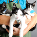 The Emotional Process of Surrendering a Pet to Animal Care Services in Long Beach, CA