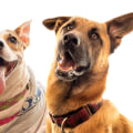 A Comprehensive Guide to Animal Care Services in Long Beach, CA: Hours of Operation