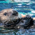 The Ultimate Guide to Animal Care Services in Long Beach, CA