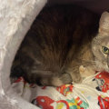 The Importance of Specialized Care for Senior and Disabled Pets in Long Beach, CA