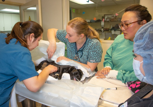 The Importance of Emergency and After-Hours Care for Pets in Long Beach, CA