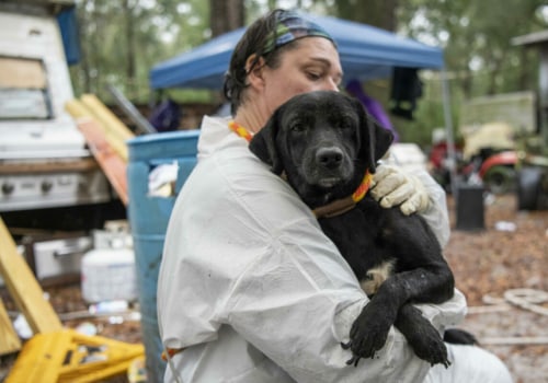 The Power of Reporting Animal Abuse and Neglect to Animal Care Services in Long Beach, CA