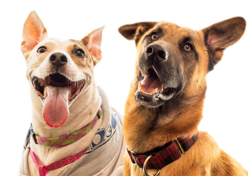 A Comprehensive Guide to Animal Care Services in Long Beach, CA: Hours of Operation