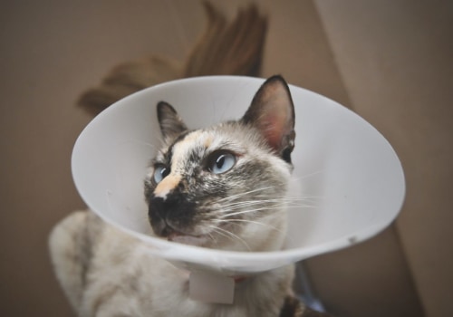 The Importance of Spaying and Neutering for Responsible Pet Ownership in Long Beach, CA